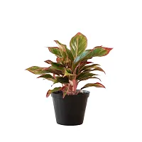 Phulwa Combo of Set of  Aglaonema Valentine plant with Aglaonema lipstick plant with Basic Pot-thumb3