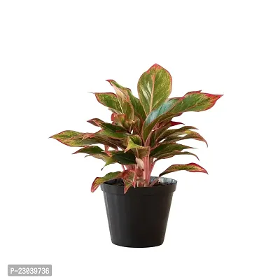 Phulwa Combo of Set of  Aglaonema Valentine plant with Aglaonema lipstick plant with Basic Pot-thumb4