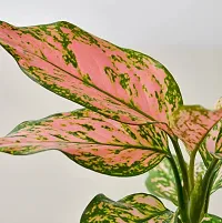 Phulwa Combo of Set of  Aglaonema Valentine plant with Aglaonema lipstick plant with Basic Pot-thumb2