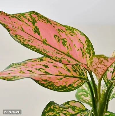 Phulwa Combo of Set of  Aglaonema Valentine plant with Aglaonema lipstick plant with Basic Pot-thumb3