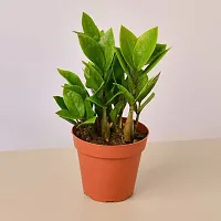 Phulwa Combo Set of 3 Plants, Aglaonema Valentine Plant,  ZZ Plant And  Sansevieria Lotus Plant with Basic Pot-thumb2