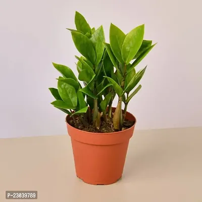 Phulwa Combo Set of 3 Plants, Aglaonema Valentine Plant,  ZZ Plant And  Sansevieria Lotus Plant with Basic Pot-thumb3