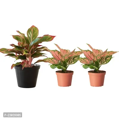 Phulwa Combo Set of 3 Plant one Aglaonema lipstick plant and  Two Aglaonema valentine Plant with Basic Nursery Pot-Best for Indoor Plant-Colorful Plant-Best Home Deacute;cor-Air Purified Plant