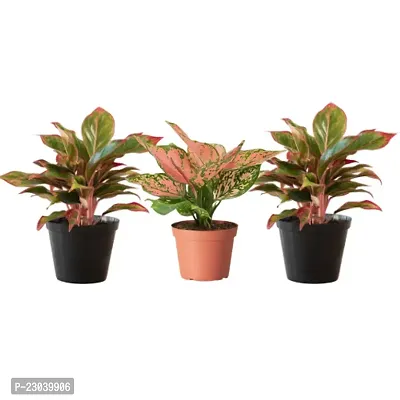 Phulwa Combo Set of 3 Plants,  Aglaonema valentine plant with 2 Aglaonema Lipstick plant  with Basic Nursery Pot-Best for Indoor Plant-Colorful Plant-Best Home Deacute;cor-Air Purified Plant