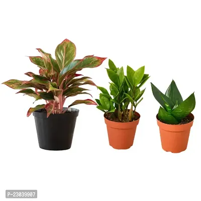 Phulwa Combo Set of 3 plants,  Aglaonema Lipstick Plant,  ZZ Plant and Sansevieria Hahnii Plant with Basic-thumb0