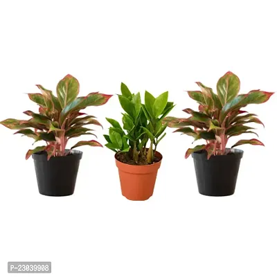 Phulwa Combo Set of 3 plants,  2 Aglaonema Lipstick plant and ZZ Plant with Basic Nursery Pot-Best for Indoor Plant-Colorful Plant-Best Home Deacute;cor-Air Purified Plant