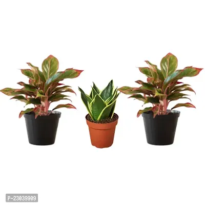 Phulwa Combo Set of 3 plants, Aglaonema Lipstick Plant and Sansevieria Lotus plant with Basic Nursery Pot-Best for Indoor Plant-Colorful Plant-Best Home Deacute;cor-Air Purified Plant