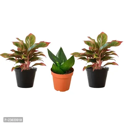 Phulwa Combo Set of 3 Plants, 2 Aglaonema Lipstick Plant and Sansevieria Hahnii Plant with Basic Nursery Pot-Best for Indoor Plant-Colorful Plant-Best Home Deacute;cor-Air Purified Plant