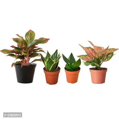 Phulwa Combo Set of  4 Plants, Aglaonema Valentine plant, Aglaonema Lipstick plant and 2 sansevieria Plant with Basic Nursery Pot-Best for Indoor Plant-Colorful Plant-Best Home Deacute;cor-Air Purified Plan