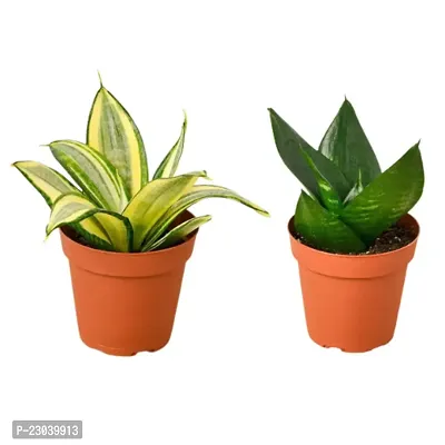 Phulwa Combo set of 2 Plants  Sansevieria Lotus plant and Sansevieria Hahnii Plant with Nursery Pot-thumb0