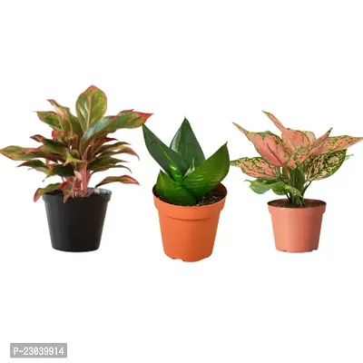 Phulwa Combo Set of 3 Plants Aglaonema Valentine, Aglaonema Lipstick and Sansevieria Hahnii Plant Basic Nursery Pot-Best for Indoor Plant-Colorful Plant-Best Home Deacute;cor-Air Purified Plant