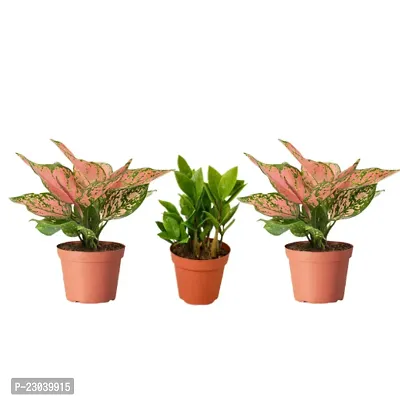 Phulwa Combo Set of  3 Plants,  2 Aglaonema Valentine Plant, ZZ Plant with Basic Nursery Pot-Best for Indoor Plant-Colorful Plant-Best Home Deacute;cor-Air Purified Plant
