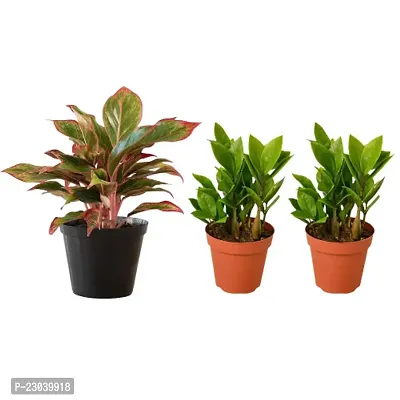 Combo Of Phulwa Combo Set of 3 Plants Aglaonema Lipstick  and 2 ZZ Plant with  Basic Nursery Pot-Best for Indoor Plant-Colorful Plant-Best Home Deacute;cor-Air Purified Plant