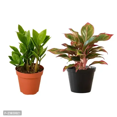 Phulwa Combo Set of 2 Plants Aglaonema Lipstick Plant and ZZ Plant Basic Nursery Pot-Best for Indoor Plant-Colorful Plant-Best Home Deacute;cor-Air Purified Plant
