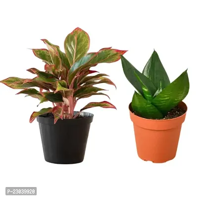 Phulwa Combo Set of 2 Plants Aglaonema Lipstick Plant and Sansevieria Hanni Plant Basic Nursery Pot-Best for Indoor Plant-Colorful Plant-Best Home Deacute;cor-Air Purified Plant