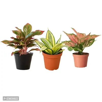 Phulwa Combo Set of 3 Plants Aglaonema Valentine, Aglaonema Lipstick and Sansevieria Mint Plant Basic Nursery Pot-Best for Indoor Plant-Colorful Plant-Best Home Deacute;cor-Air Purified Plant