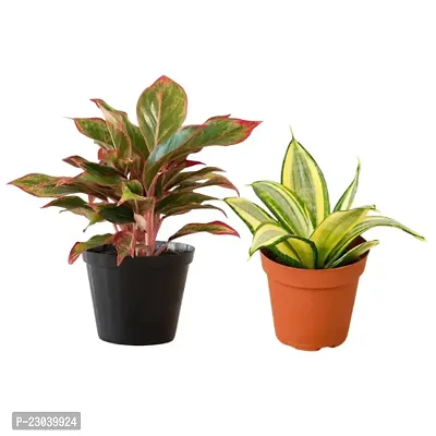 Phulwa Combo Set of 2 Plants Aglaonema Lipstick Plant and Sansevieria Mint Plant Basic Nursary Pot-Best for Indoor Plant-Colourful Plant-Best Home Deacute;cor-Air Purifed Plant