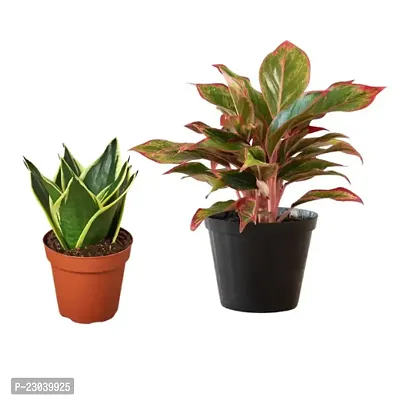 Phulwa Combo set of 2 Plants  Sansevieria Lotus plant and  Aglaonema Lipstick plant with Nursery Pot