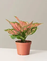 Phulwa Combo Set of 3 Plants Aglaonema Valentine, Aglaonema Lipstick and Sansevieria Mint Plant Basic Nursery Pot-Best for Indoor Plant-Colorful Plant-Best Home Deacute;cor-Air Purified Plant-thumb3