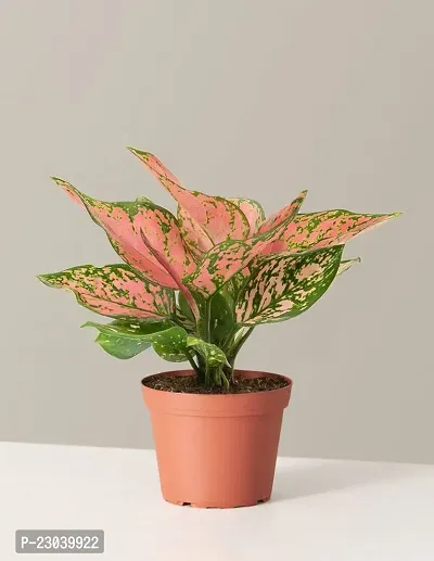 Phulwa Combo Set of 3 Plants Aglaonema Valentine, Aglaonema Lipstick and Sansevieria Mint Plant Basic Nursery Pot-Best for Indoor Plant-Colorful Plant-Best Home Deacute;cor-Air Purified Plant-thumb4