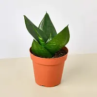 Phulwa Combo Set of 2 Plants Aglaonema Lipstick Plant and Sansevieria Hanni Plant Basic Nursery Pot-Best for Indoor Plant-Colorful Plant-Best Home Deacute;cor-Air Purified Plant-thumb1