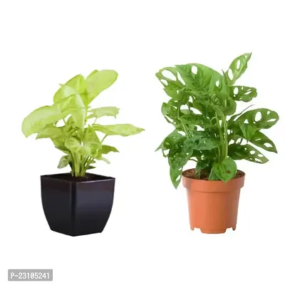 Phulwa Combo set of 2 Plant Monstera Plant and  Syngonium Plant -Best Indoor Plant-Air-purified Plant-Best Gift forever-thumb0