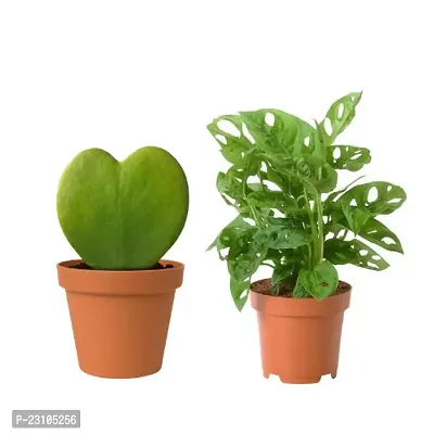 Phulwa Combo set of 2 Plants Monstera Plant and Hoya Heart Plant-thumb0