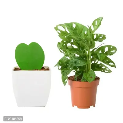 Phulwa Combo set of 2 Plant Monstera Plant and  Hoya Heart Plant -Best Indoor Plant-Air-purified Plant-Best Gift forever
