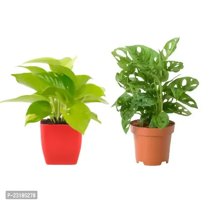 Phulwa Combo set of 2 Plant Monstera Plant and  Golden Money Plant