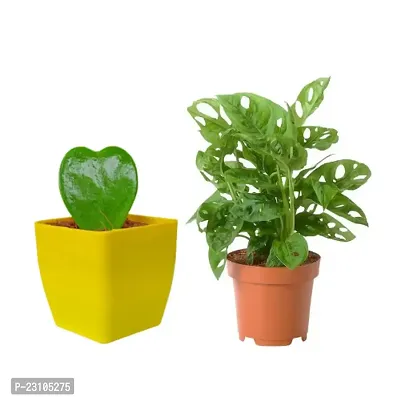 Phulwa Combo Set  of Monstera Plant and Hoya Heart Plant