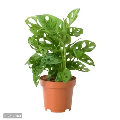 Phulwa Monstera Plant with Nursery Pot