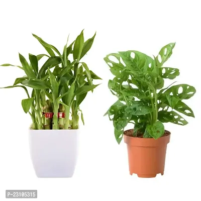 Phulwa Combo Set of 2 Lucky Plant -Monstera Plant and Two Layer Lucky Bamboo Plant - Good Luck Plant- Home Decor-Best For Good Luck