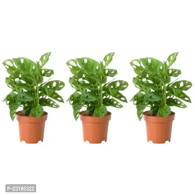 Phulwa Combo Set of 3 Monstera Plant with Nursery Pot-Good Luck Plant-Lucky Plant