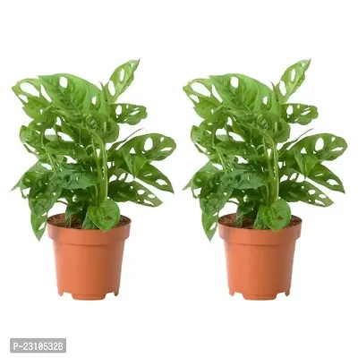 Phulwa Combo Set 2 Monstera Plant with Nursery Pot