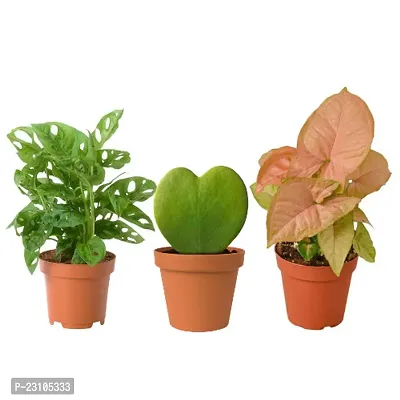 Phulwa Combo Set  of 3 Plants | Monstera Plant, Syngonium Pink Plant and Hoya Heart Plant