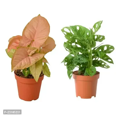 Phulwa Combo set of 2 Plants  Monstera Plant and Syngonium Pink Plant  with Basic Nursery Pot-thumb0