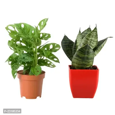 Phulwa Combo of set 2 Plant Monstera Plant and Sansevieria Hahnii Green Plant with Red and Basic nursery Pot- Good Luck Plant