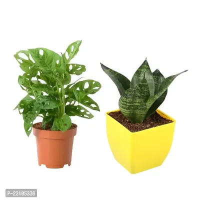 Combo of set 2 Plant Monstera Plant and Sansevieria Hahnii Green Plant with Yellow and Basic nursery Pot- Good Luck Plant-thumb0
