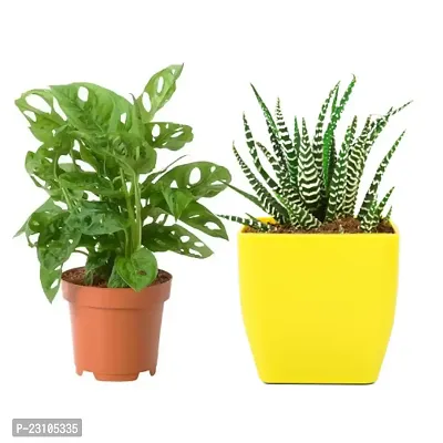 Phulwa Combo of Set of 2 Monstera Plant and  Zebra Haworthia Plant