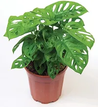 Combo of set 2 Plant Monstera Plant and Sansevieria Hahnii Green Plant with Yellow and Basic nursery Pot- Good Luck Plant-thumb2