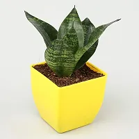 Combo of set 2 Plant Monstera Plant and Sansevieria Hahnii Green Plant with Yellow and Basic nursery Pot- Good Luck Plant-thumb3