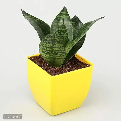 Combo of set 2 Plant Monstera Plant and Sansevieria Hahnii Green Plant with Yellow and Basic nursery Pot- Good Luck Plant-thumb4