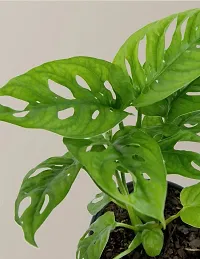 Phulwa Monstera Plant with Nursery Pot-thumb1