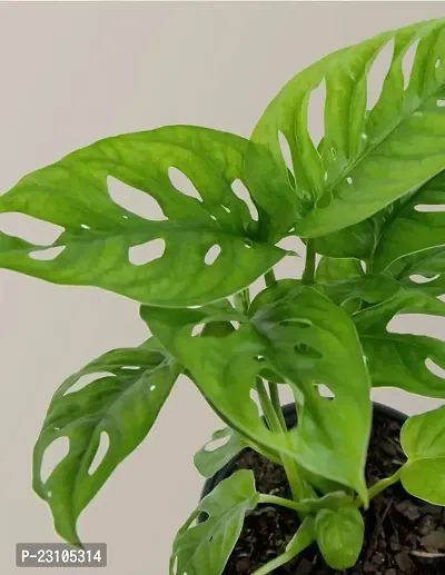Phulwa Monstera Plant with Nursery Pot-thumb2