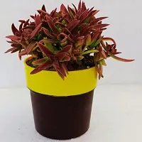 Phulwa Campfire Crassula Red Plant | cactus | Low Maintenance Plant | Miniature Garden Plant| Red beauty Succulent-thumb2