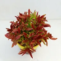 Phulwa Campfire Crassula Red Plant | cactus | Low Maintenance Plant | Miniature Garden Plant| Red beauty Succulent-thumb1