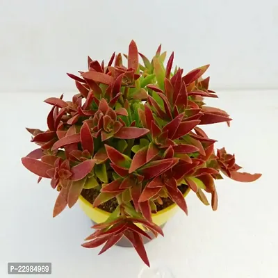 Phulwa Campfire Crassula Red Plant | cactus | Low Maintenance Plant | Miniature Garden Plant| Red beauty Succulent-thumb2
