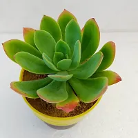 Phulwa Echeveria Bella with Brown and Yellow Pot | Succulent Plants | Low Maintenance Plant | Miniature Garden Plant-thumb1