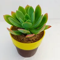 Phulwa Echeveria Bella with Brown and Yellow Pot | Succulent Plants | Low Maintenance Plant | Miniature Garden Plant-thumb2