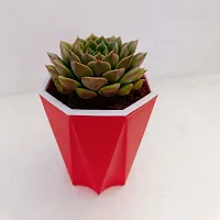 Phulwa Echeveria Desmetiana Succulent Plant with Red Diamond Pot| Echeveria Desmetiana| Succulent Plant| Low Maintenance Plant | Miniature Garden Plant|-thumb1